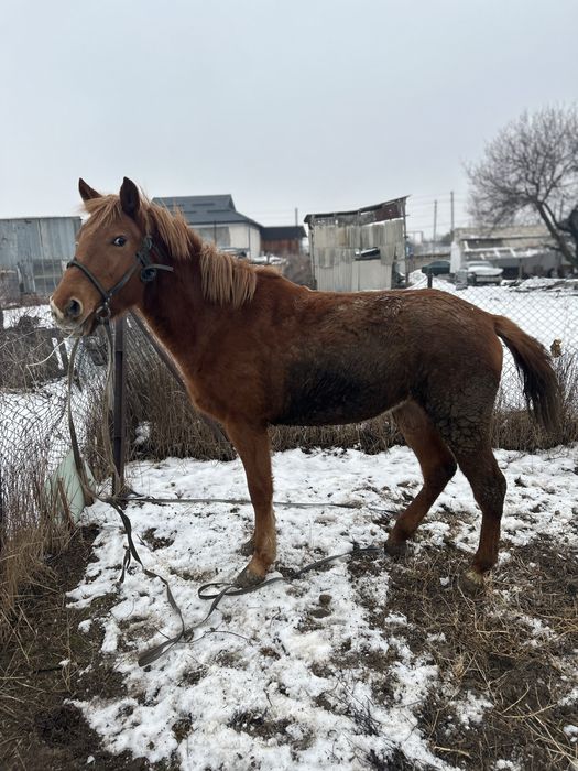 Продам кобылу двухлетку