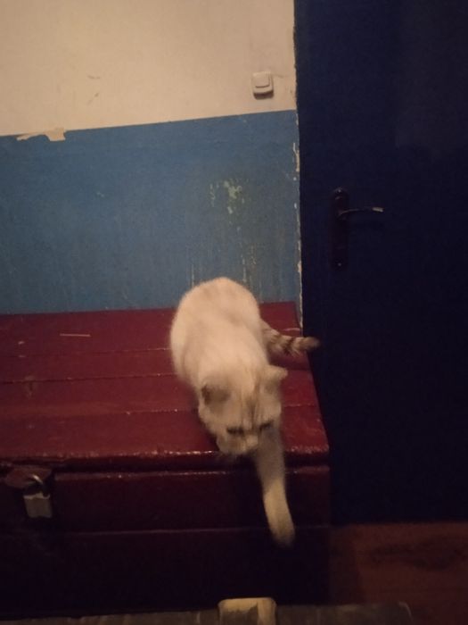 Котята котята котята