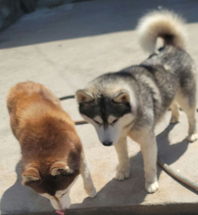 Чистокровный щенок хаски родился 14февраля 2026г принесет любовь