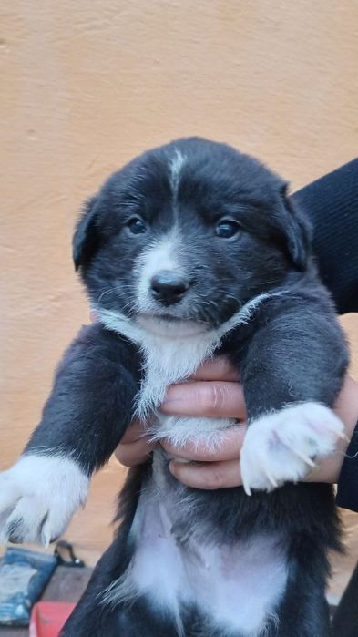 Щенки маленькие домашние