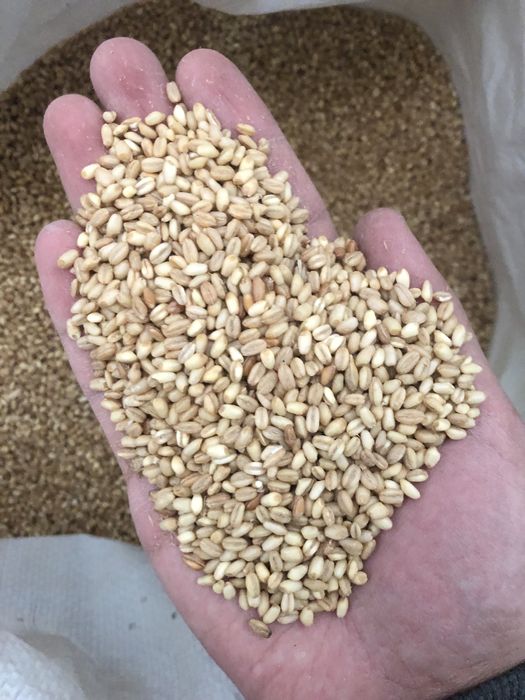 Халим буғдой сифатли. Xalim bug’doy