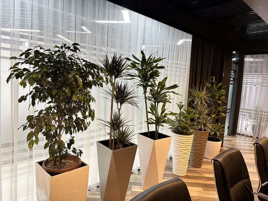 Растения премиум класса