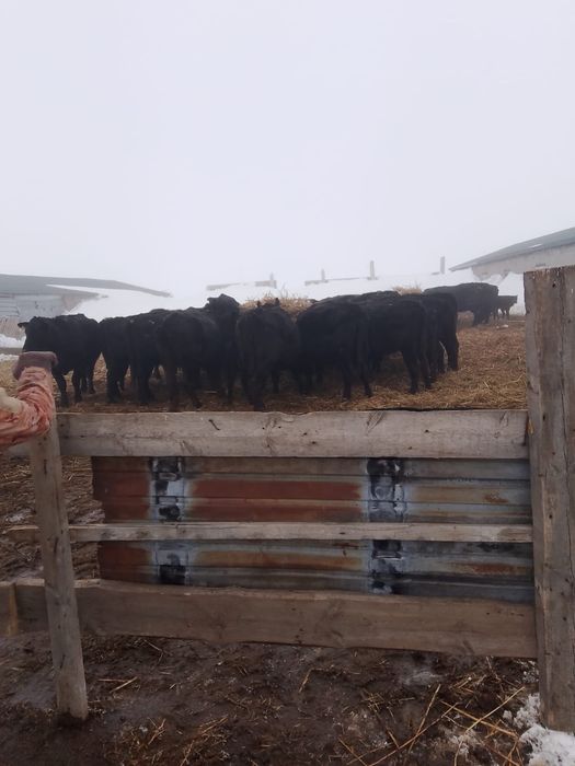 Продам крестьянское хозяйство