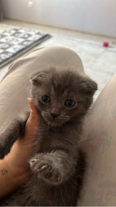 Продаётся шотландский вислоухий котёнок. Возраст — 1,5 месяца.