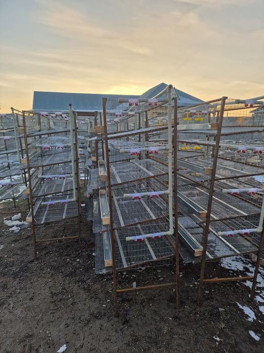 Бөденеге Клетка для перепелов