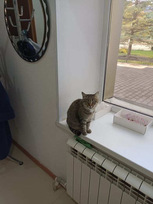 Отдам в добрые руки кошечку 3 года