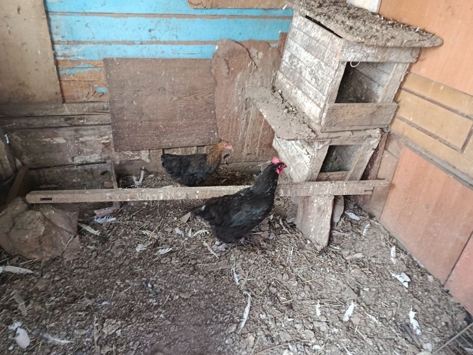Продам курей хорошие