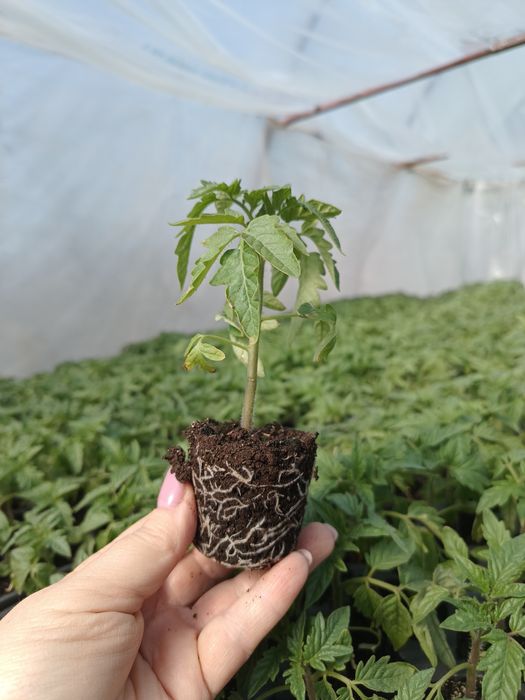 Răsaduri de legume profesionale