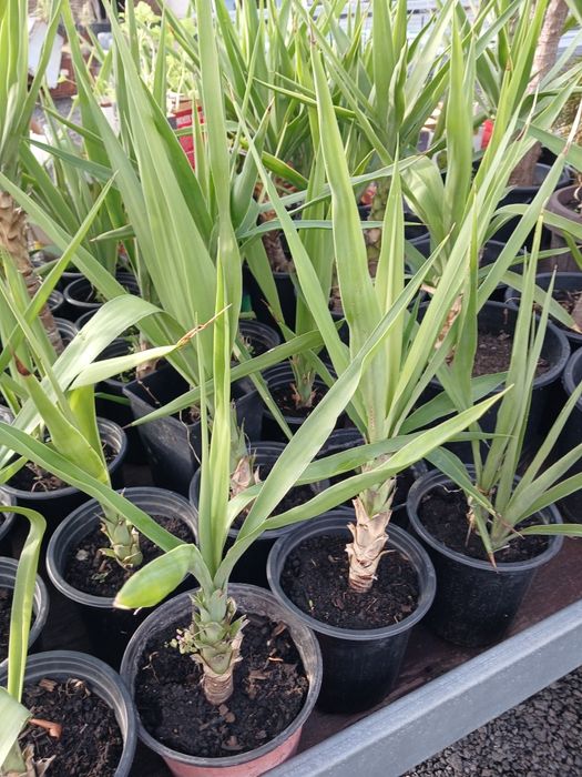 Yucca ieftina ..