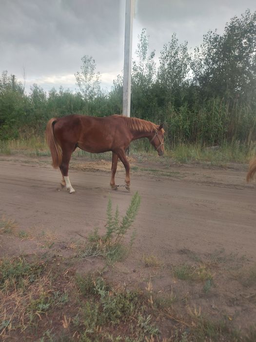 Продам жеребчика 2года