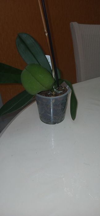 "Продам фаленопсис"