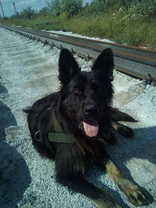 Отдается собака в добрые руки