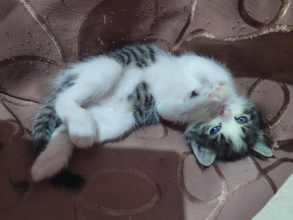 Отдам котят в добрые руки