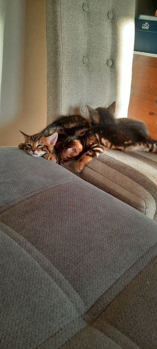 Продам бенгальских котят