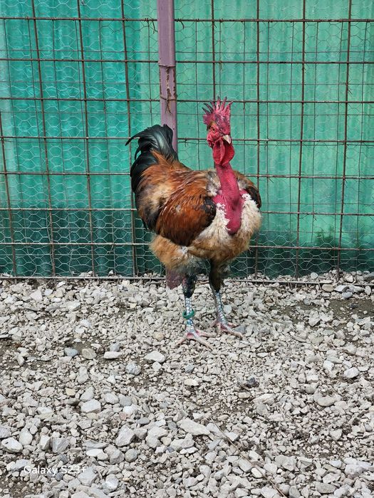 Vinzari găini de rasă