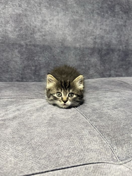 Продаются котята