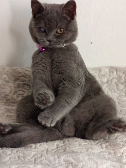 Шотландче страйт момченце