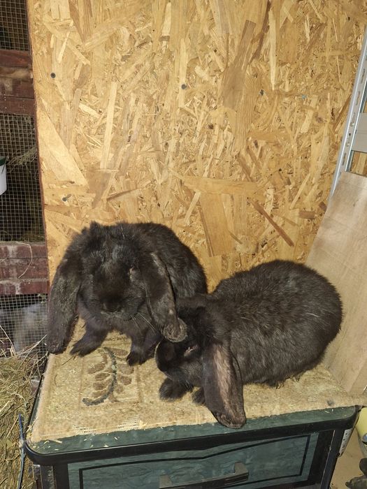 Iepuri berbec german