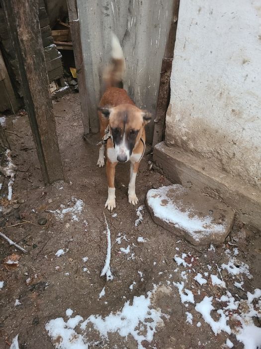 Щенки бесплатно  в добрые руки