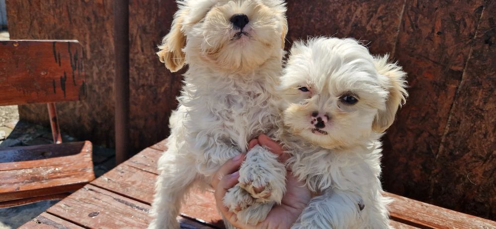 Baiat și  fata shih tzu