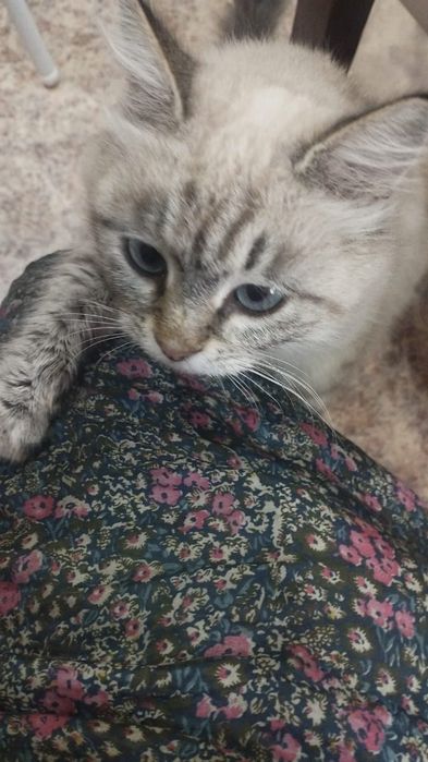 Пропала кошка.ищем пропавшего домашнего питомца