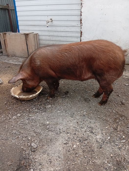 Продам на племя 300.000