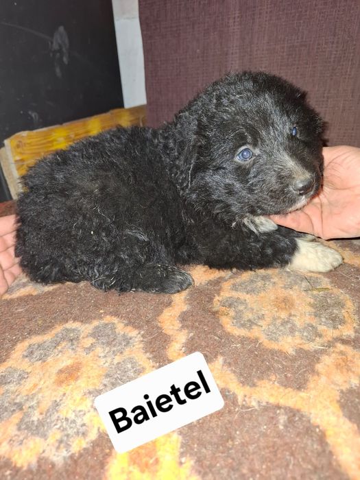 Căței de talie mare