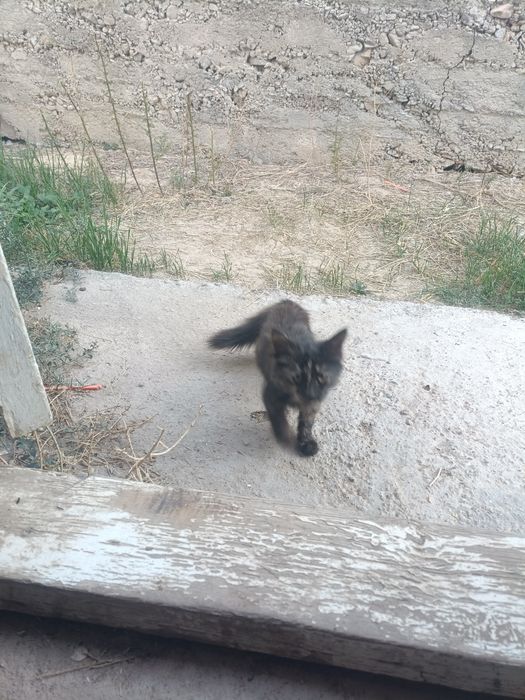 Продается котенок