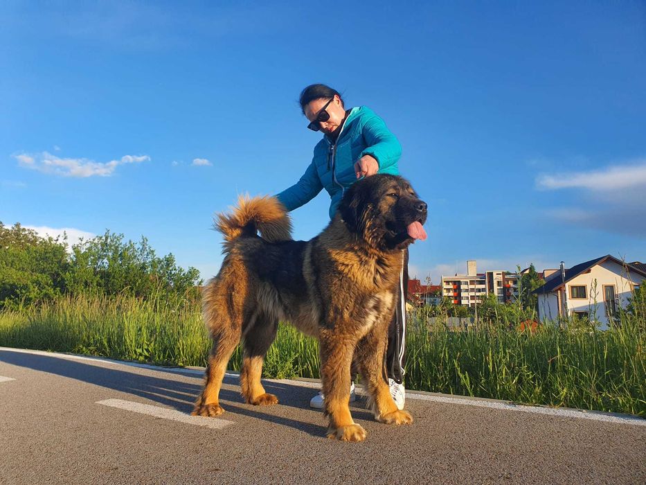 Femela ciobanesc caucazian cu pedigree