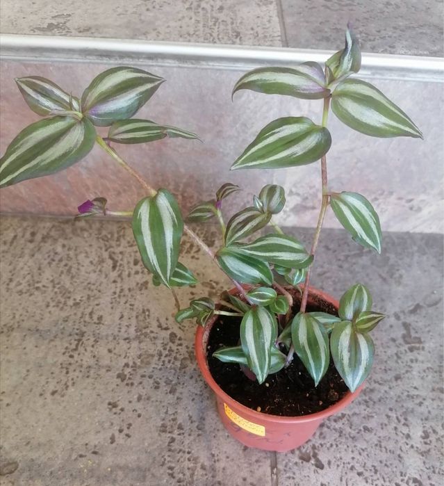 Цветя за продажба