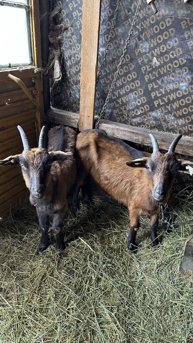 Capre de vanzare-Alpin Francez + metis, cu iezi. Foarte bune de lapte