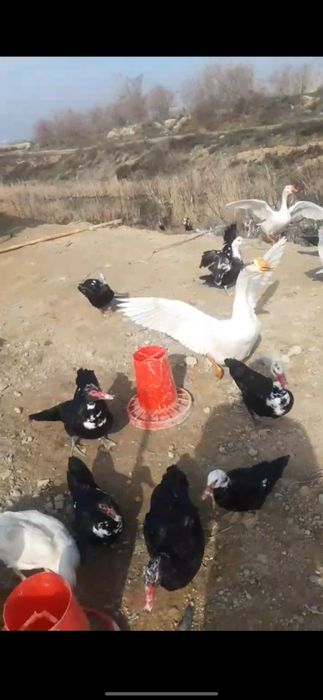 Продаю  индоутки