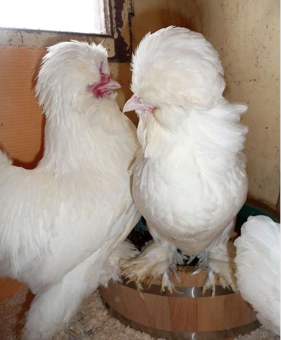 Продам кур декоративных пород.