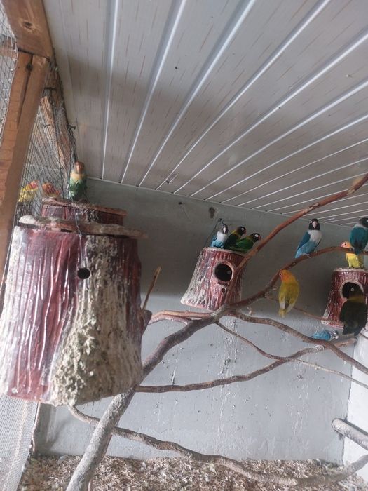 Qushlar  hammasi  sotiladi