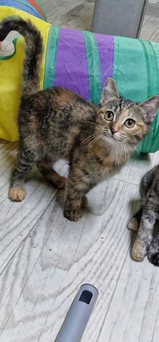 Кошечка, девочка, 3.5 месяца, привезем сами.