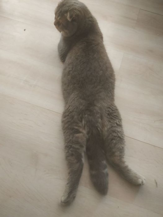 Продам кота 2 года.