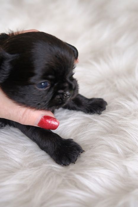 Щеночек чихуахуа