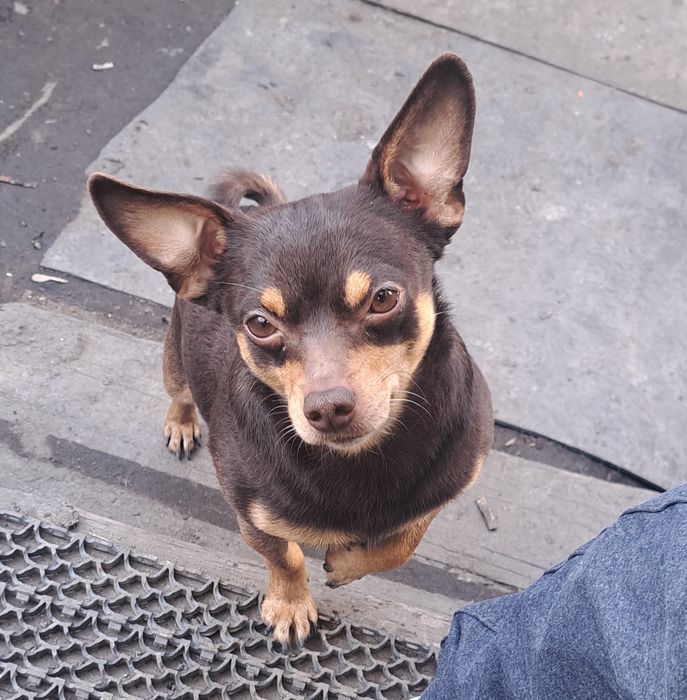 Готовятся к продаже щенки