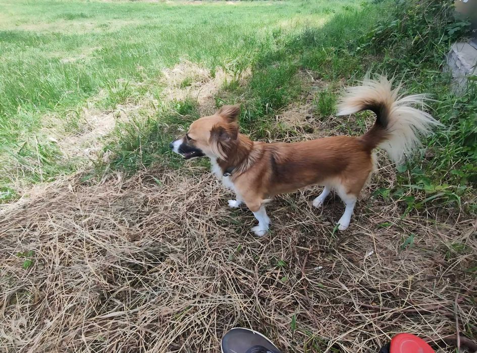 Подарявам куче Айра