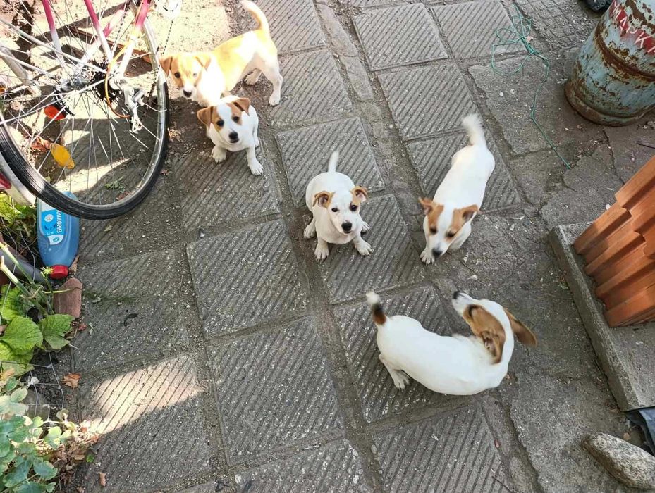 Джак Ръсел Jack Russell