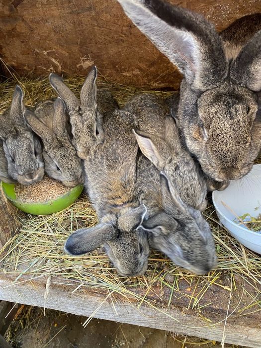Iepurași de vanzare