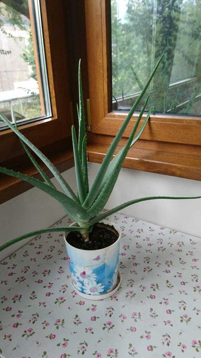 Продам Алоэ Вера