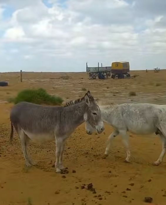 Порно кастинг Житомир