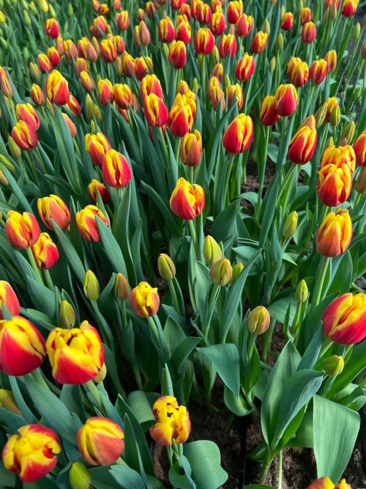 Тюльпаны оптом с теплицы