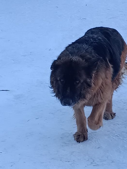 Продам щенков немецкой овчарки