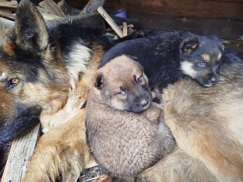 Отдам в добрые руки