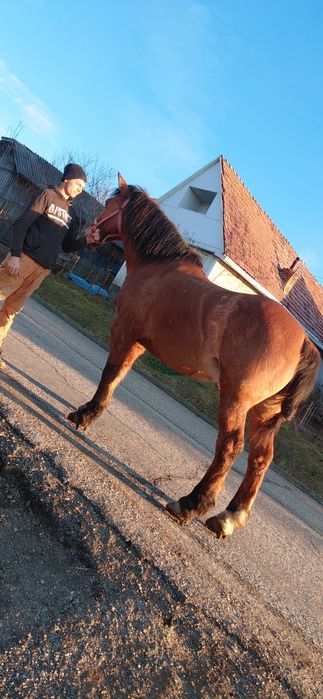 Vând cal blând si tragaus