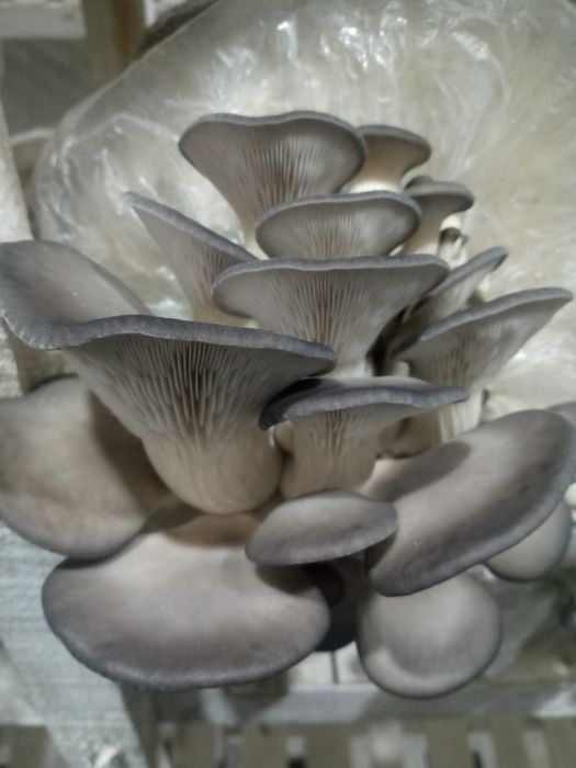 Грибы Вешенка алматы