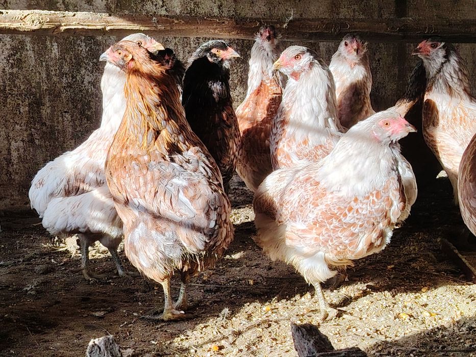 Păuni tineret, de vânzare