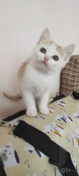 Отдадим в добрые руки!